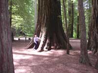 Humble in the California Redwood...